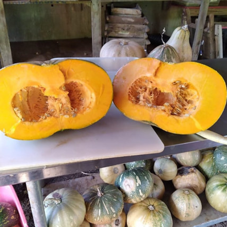 Pulpa de calabaza - Cremosa y anaranjada con pocas semillas