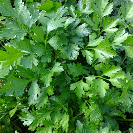 Perejil en crecimiento - Planta que rebrota al podar