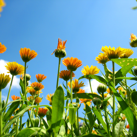 Flores de caléndula vibrantes en un jardín bajo