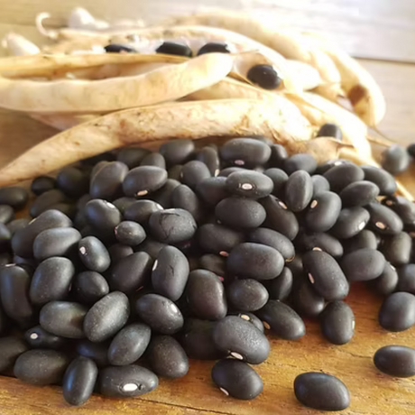 Semillas habichuela negra PR - Variedad tradicional