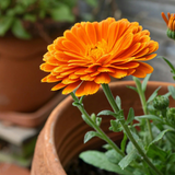 Uso medicinal de caléndula - Cuidado natural de la piel