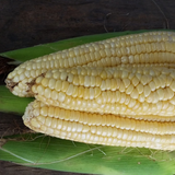 Semillas de maíz dulce PR - Variedad No GMO