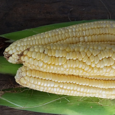 Semillas de maíz dulce PR - Variedad No GMO