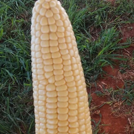Mazorcas de maíz peruano - Alto en proteína natural