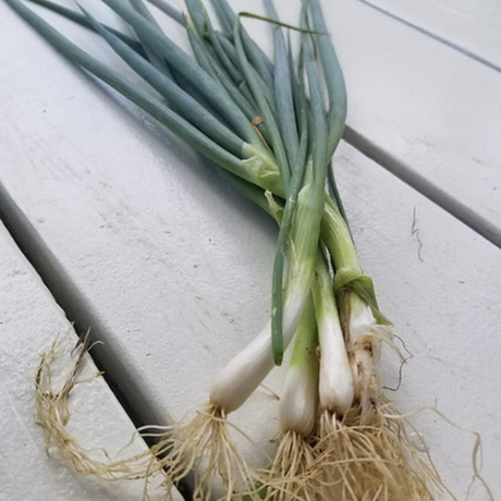 Cosecha de cebollín - Hojas aromáticas para cocinar