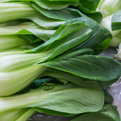 Planta de Bok Choy madura mostrando hojas redondas y tallos blancos