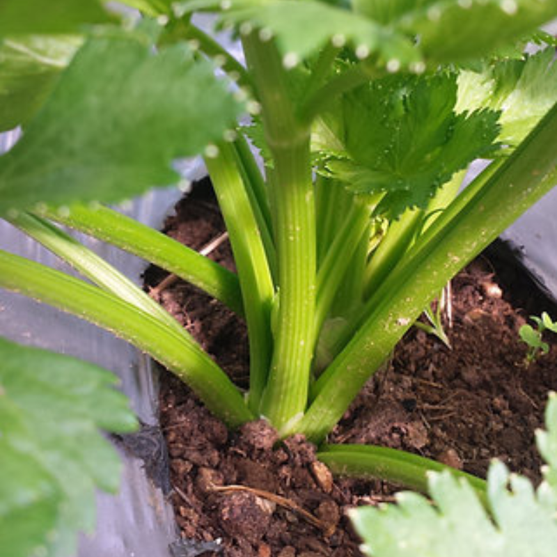 Cosecha de apio - Método por tallos o planta completa