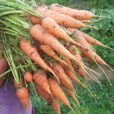 Zanahorias maduras - Forma única en V de 6-8 pulgadas