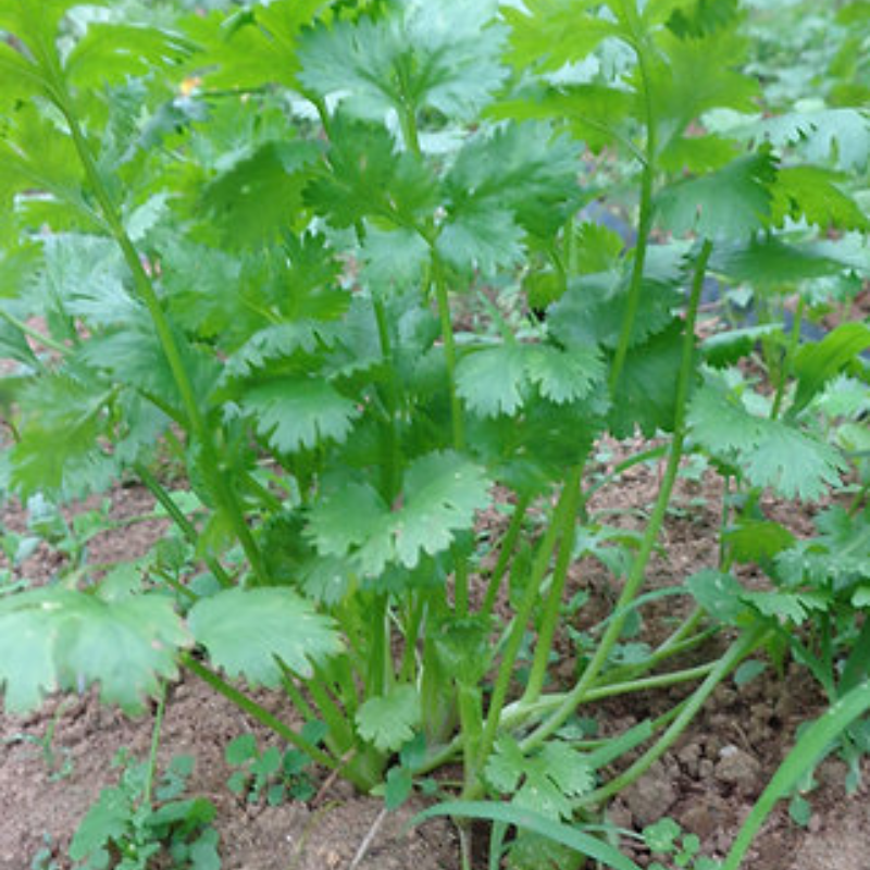 hojas frescas de cilantro listas para cosecha