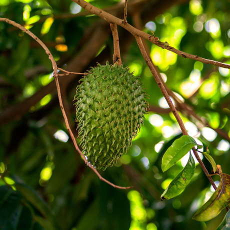 Árbol de guanábana en crecimiento con frutos tropicales