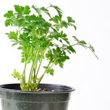 Planta de perejil madura - Hierba culinaria esencial