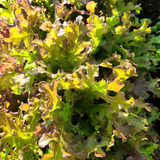 Cabeza de Lechuga Roja madura de 225-450g lista para cosecha