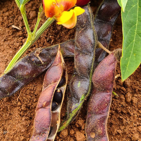 Combo 14 - Semillas Premium de Proteína y Energía + Guía de Cultivo