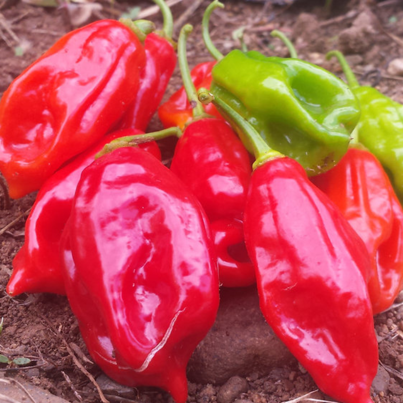 Paquete de semillas de Ají Criollo listo para enviar - Entrega garantizada en USA y Puerto Rico - Incluye guía de cultivo - Planta de sol directo, cosecha en 100 días - Ideal para huertos urbanos - Ajíes Criollos frescos de Puerto Rico - Frutos alargados de 2-3 pulgadas, ideales para recoger verdes o rojos