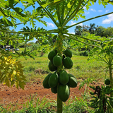Planta de Papaya Maradol Enana - Producción desde 2 pies de altura