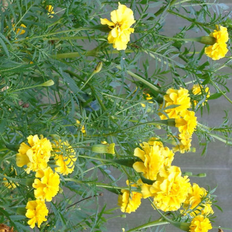 Flores de Clavelillo Marigold - Ideales para decoración