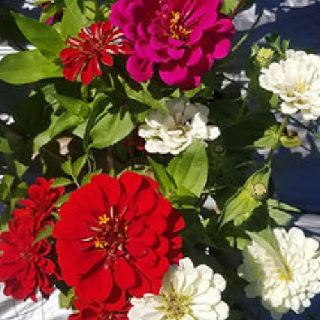 Combo Polinizadores + Autosemillas - Incluye Guía de Cultivo