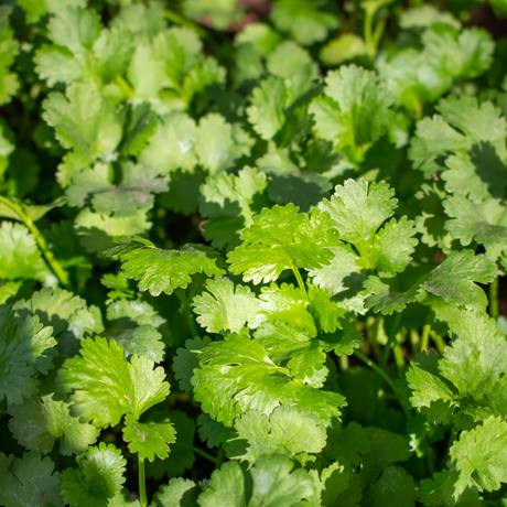 Kit RÁPIDO-70 – Semillas de Cosecha Rápida para Emergencias en Puerto Rico