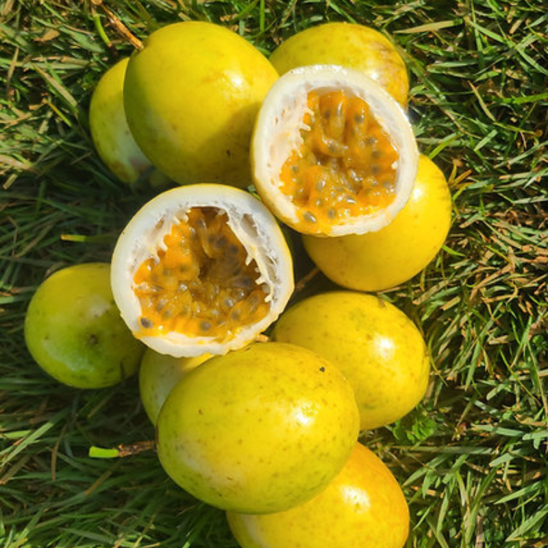 Semillas de maracuyá - Fruta tropical para jugos
