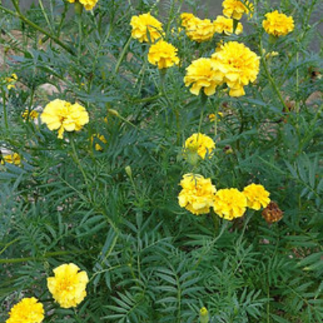 Planta Marigold madura - Protección contra nematodos