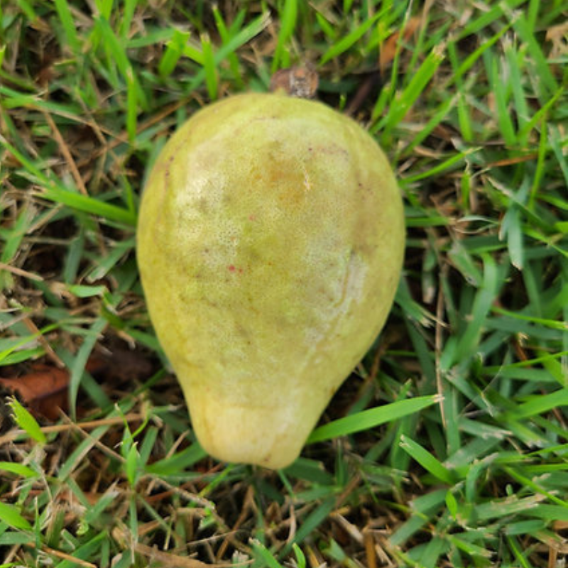 Árbol de guayaba pera - Frutos tropicales dulces