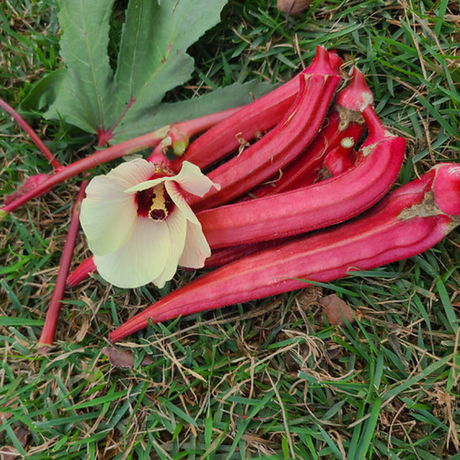 Combo 14 - Semillas Premium de Proteína y Energía + Guía de Cultivo