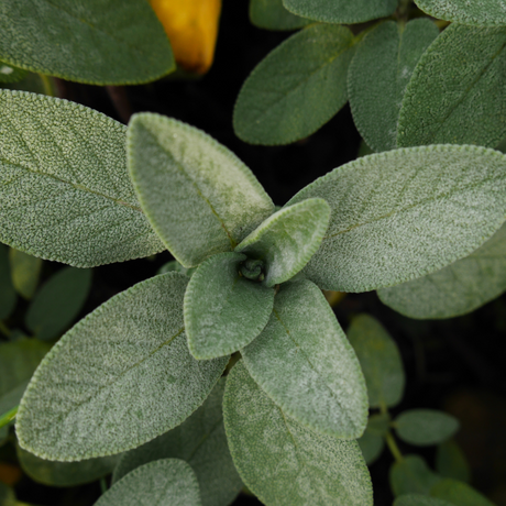 Semillas Salvia "Común"/ Sage Seeds