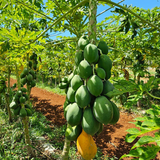 Semillas de Papaya Maradol Enana - Variedad comercial del Caribe