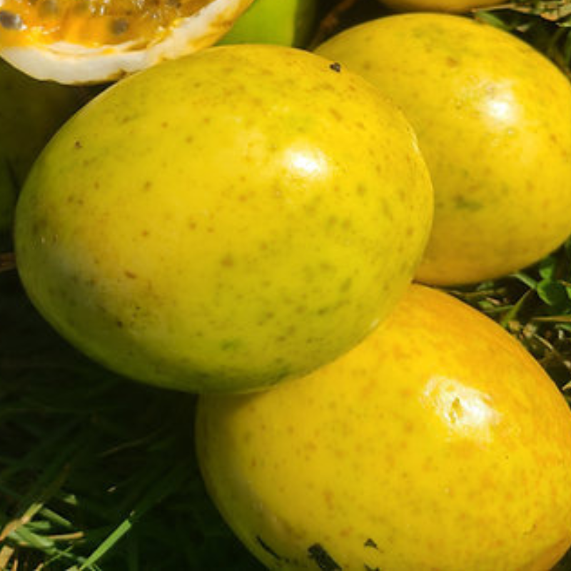 Planta de maracuyá - Enredadera productiva y duradera