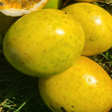 Planta de maracuyá - Enredadera productiva y duradera