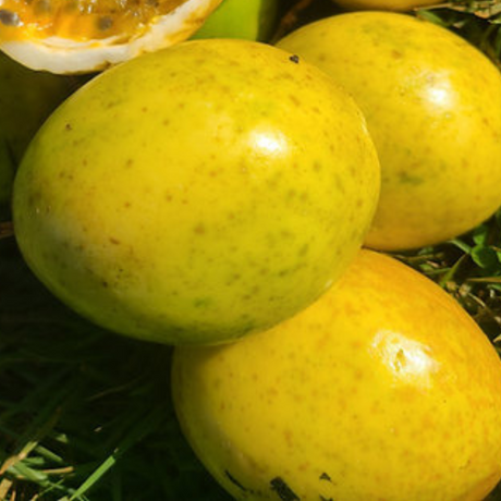 Planta de maracuyá - Enredadera productiva y duradera