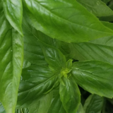 Cultivo hidropónico - Opción versátil