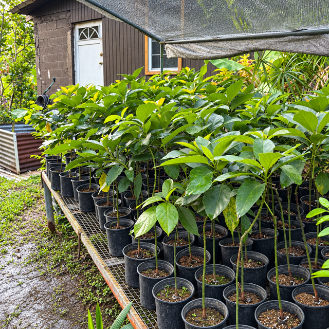 Distintas variedades de aguacate disponibles en Cultivos Borinquen.