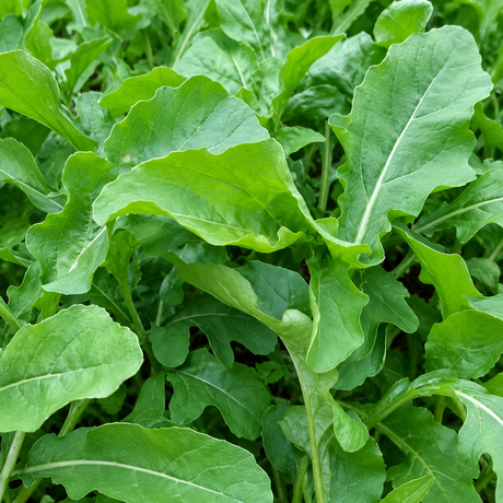 Semillas de Arúgula para sembrar en casa