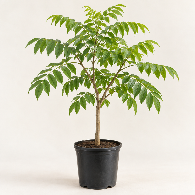 Árbol Jobo