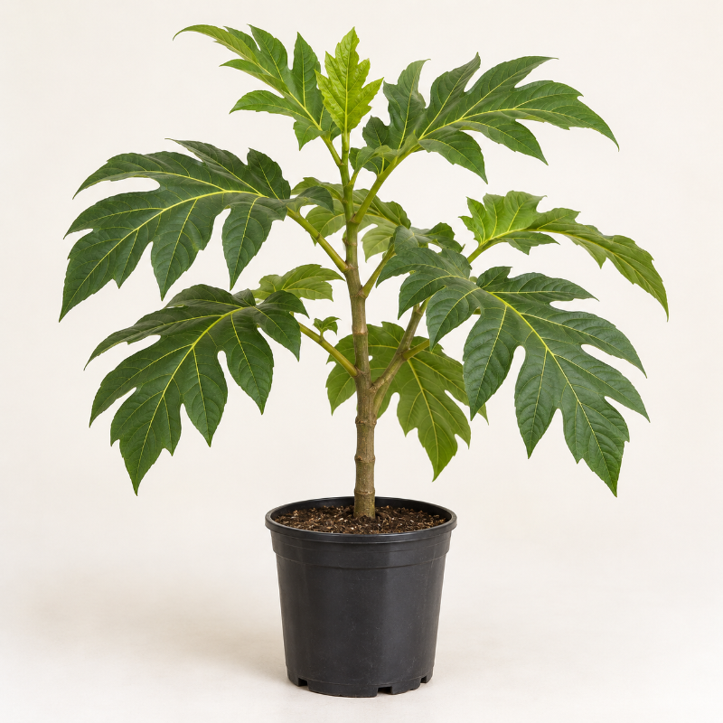 Árbol de Pana de Pepita