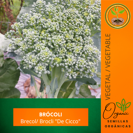 Semillas de brócoli - Cultivo de brócoli - Huerto tropical - Semillas orgánicas - Brócoli fresco - Jardinería en casa - Semillas para plantar