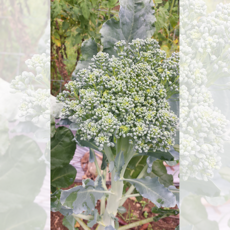 Semillas de brócoli - Cultivo de brócoli - Huerto tropical - Semillas orgánicas - Brócoli fresco - Jardinería en casa - Semillas para plantar