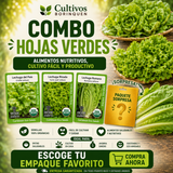 Combo Lechugas con semillas orgánicas de lechuga del país, romana y rizada