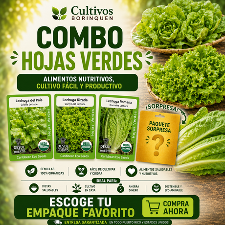 Combo Lechugas con semillas orgánicas de lechuga del país, romana y rizada