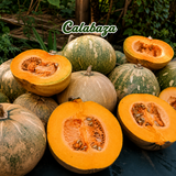 Combo de maíz, habichuela negra y calabaza para huerto casero