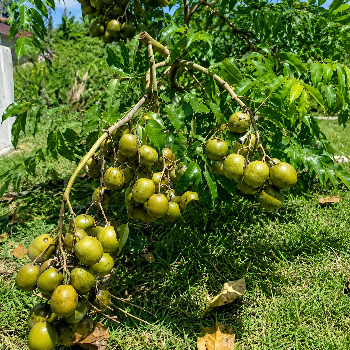 Árbol Jobo