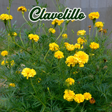 Semillas de flores para jardín colorido y lleno de vida
