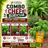 Combo Chef Boricua con semillas orgánicas de recao, tomillo y albahaca