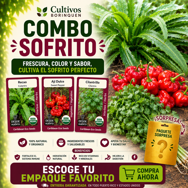 Combo Sofrito con semillas orgánicas de recao, ají dulce y cilantrillo