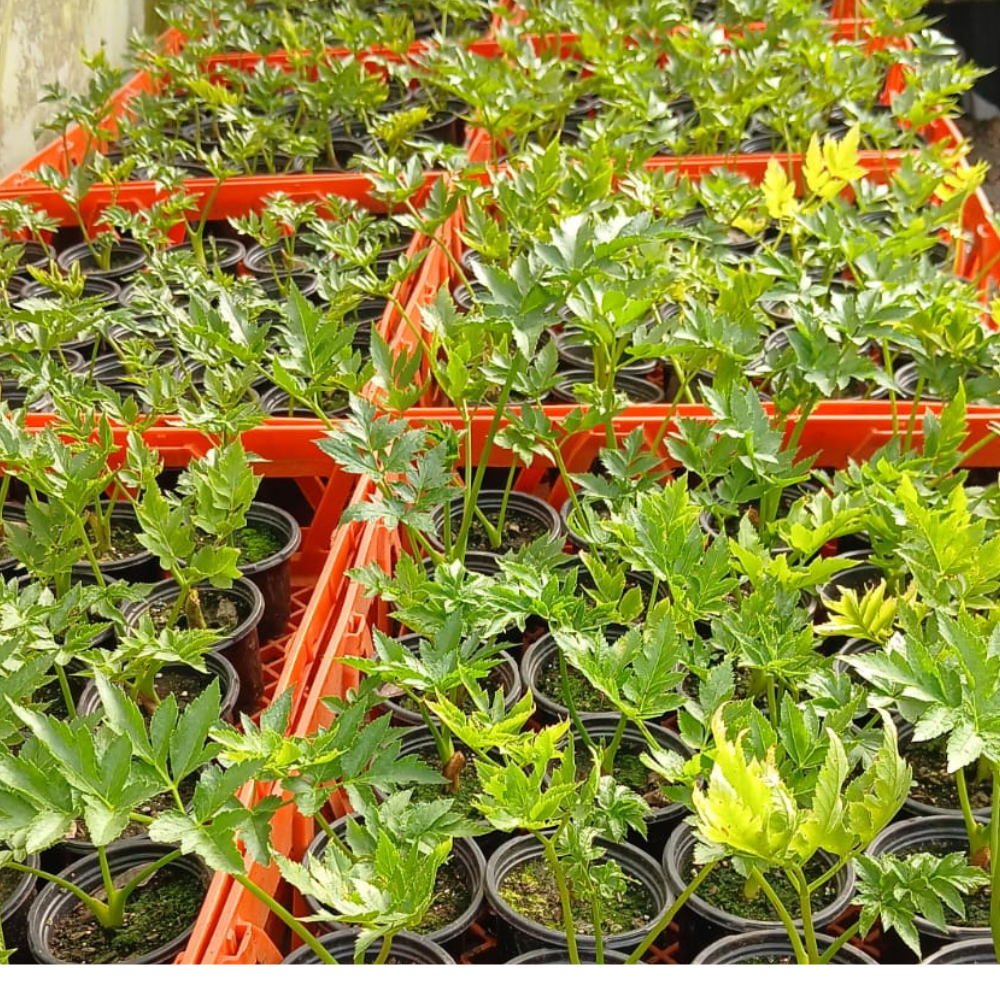 Planta de Apio