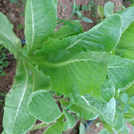 Semillas de Lechuga Romana - Germinación rápida en 3-5 días
