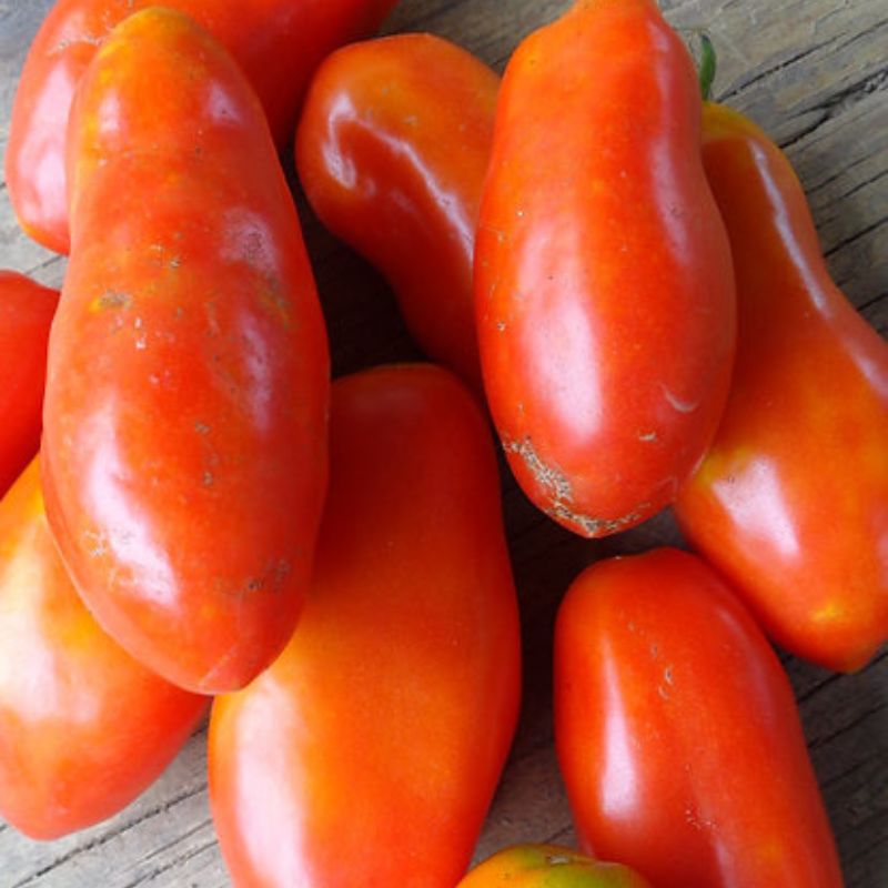 Roma Tomato Seeds