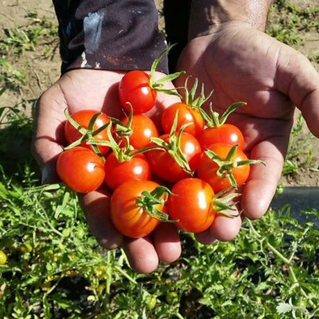 Semillas de tomate cherry - Variedad indeterminad