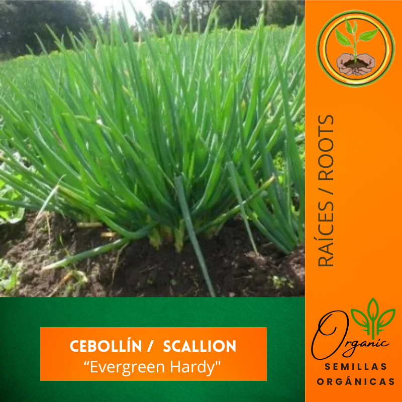 Semillas de cebollín - Cebollín "Evergreen Hardy" - Cultivar cebollín - Jardinería en casa - Huertos urbanos - Recetas con cebollín
 - Semillas orgánicas